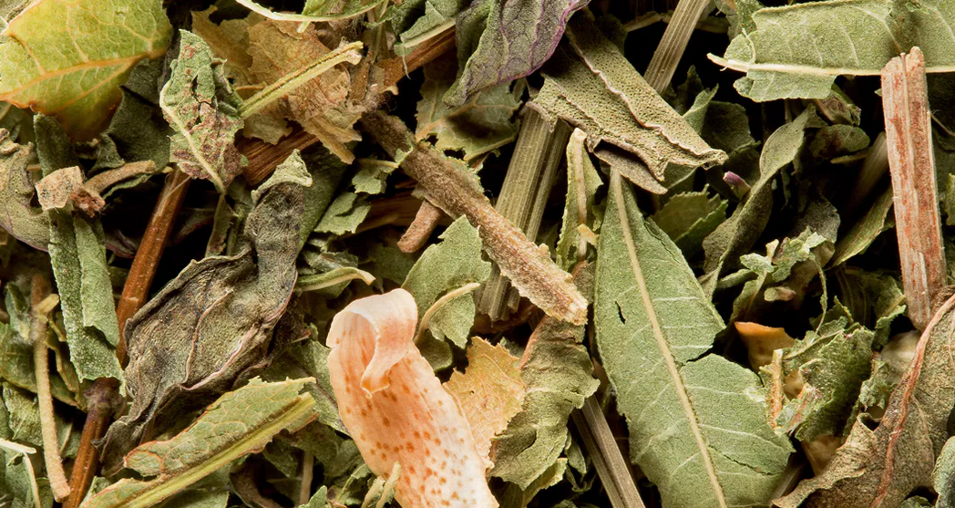 Tisane du Berger